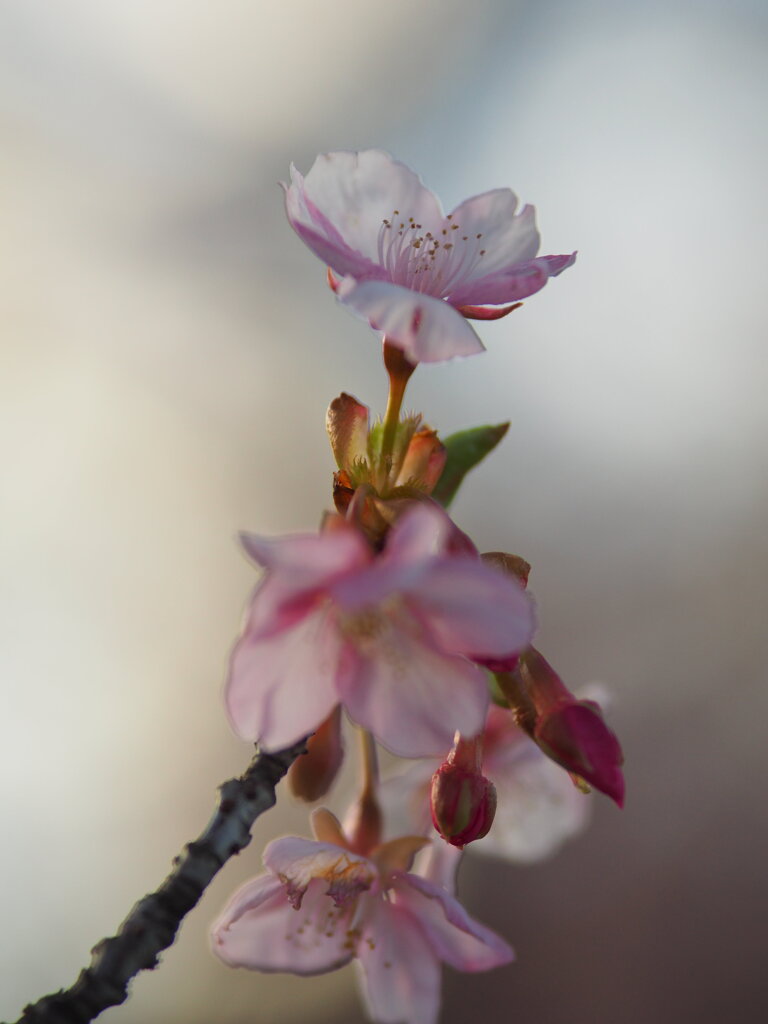 夕暮れの河津桜　Ⅱ