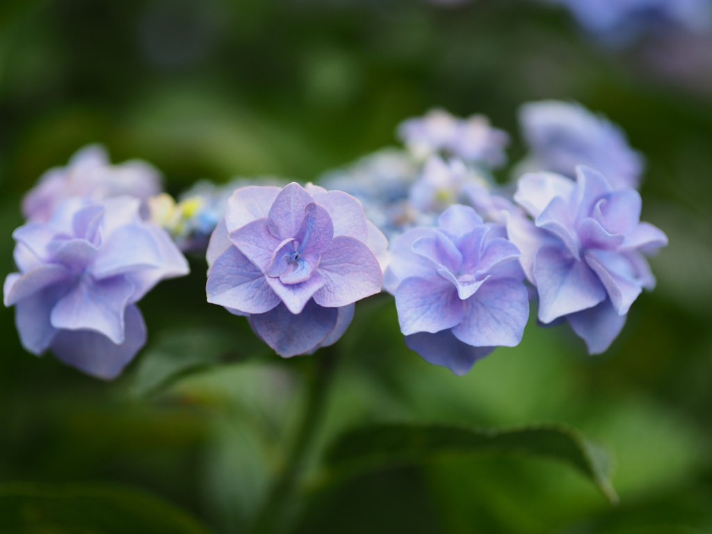 雨の日の紫陽花