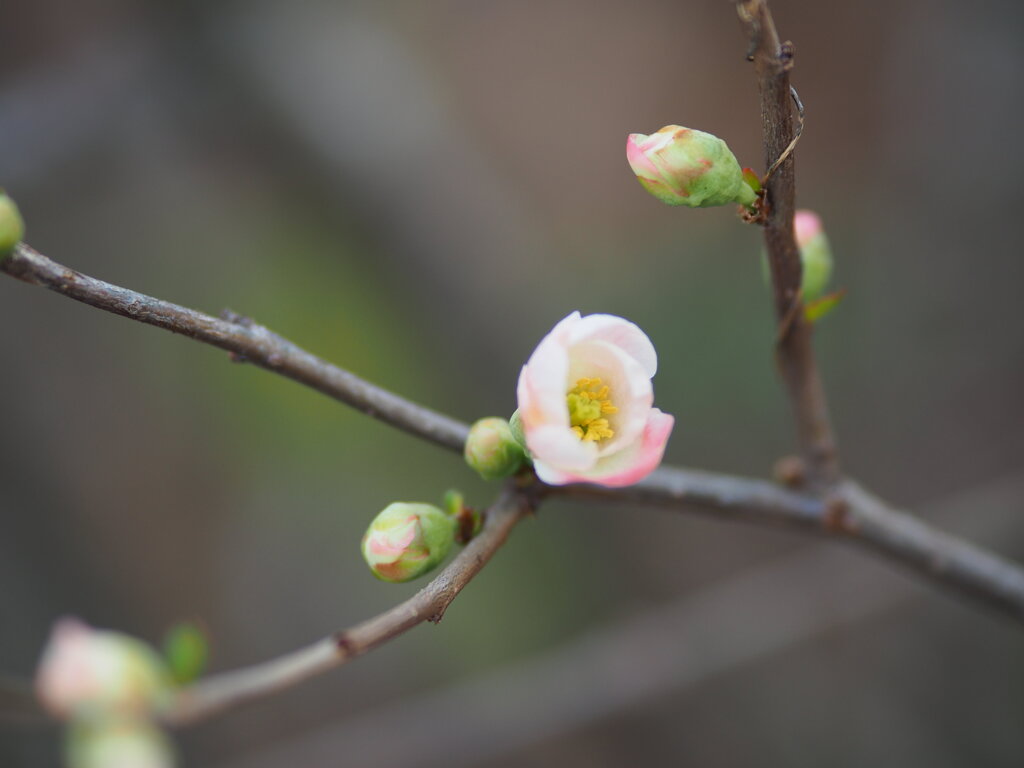 木瓜　Ⅱ
