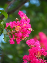 息の長い夏の花