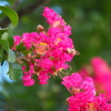息の長い夏の花