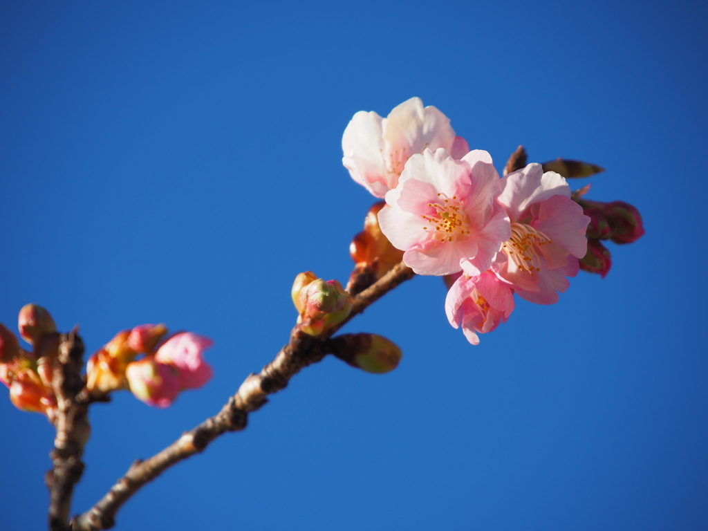 河津桜も