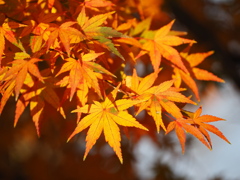 紅へ