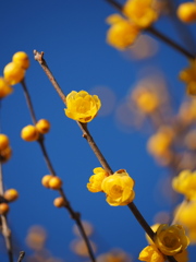 青空に蝋梅