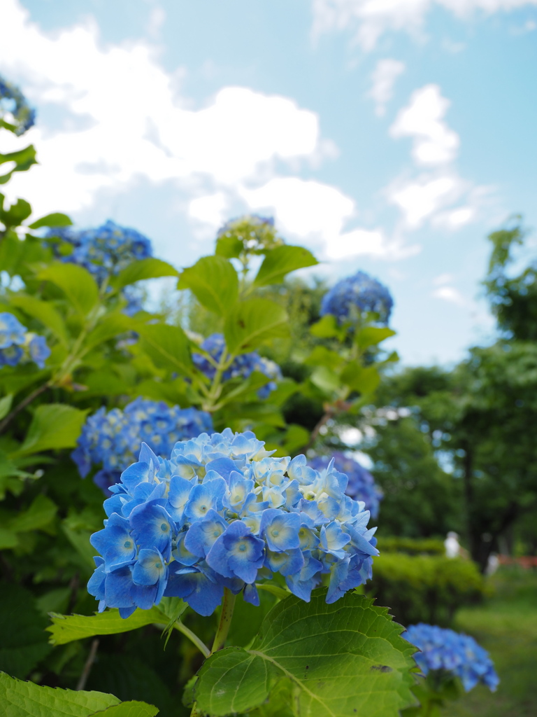 良く晴れた日曜日