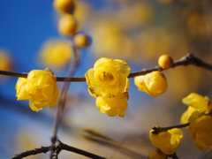 冬の黄色い花