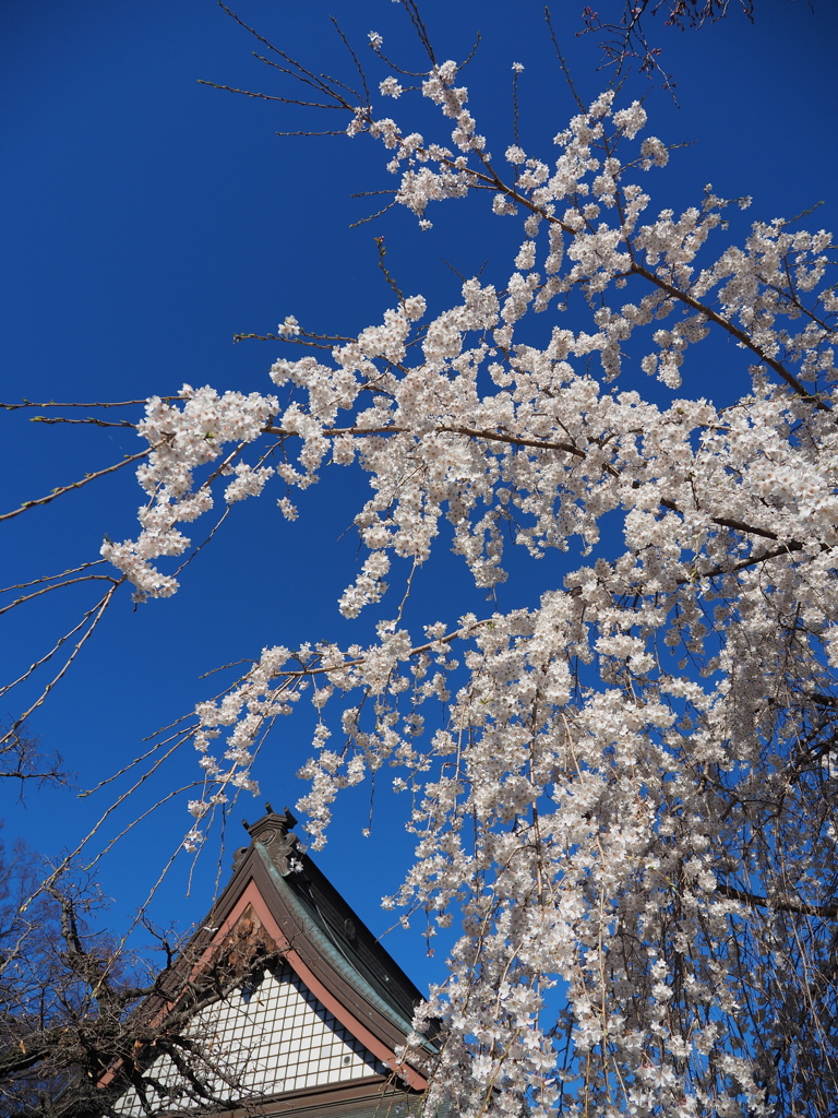 滝の慈眼寺　Ⅳ