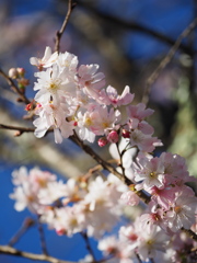 鈴なりの冬桜