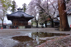 桜流し