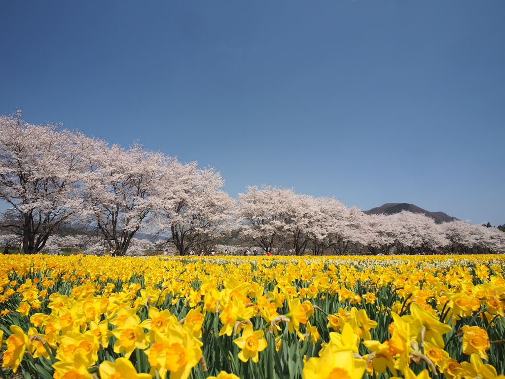 空・桜・水仙