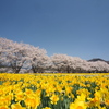 空・桜・水仙