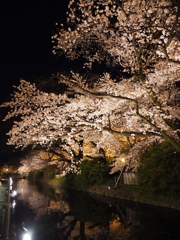 高崎城の夜桜　Ⅳ
