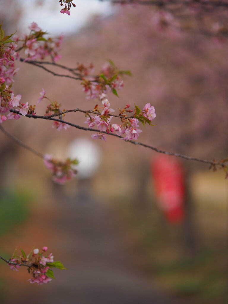 河津桜の小径