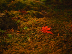 苔の上にも