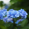 水色紫陽花
