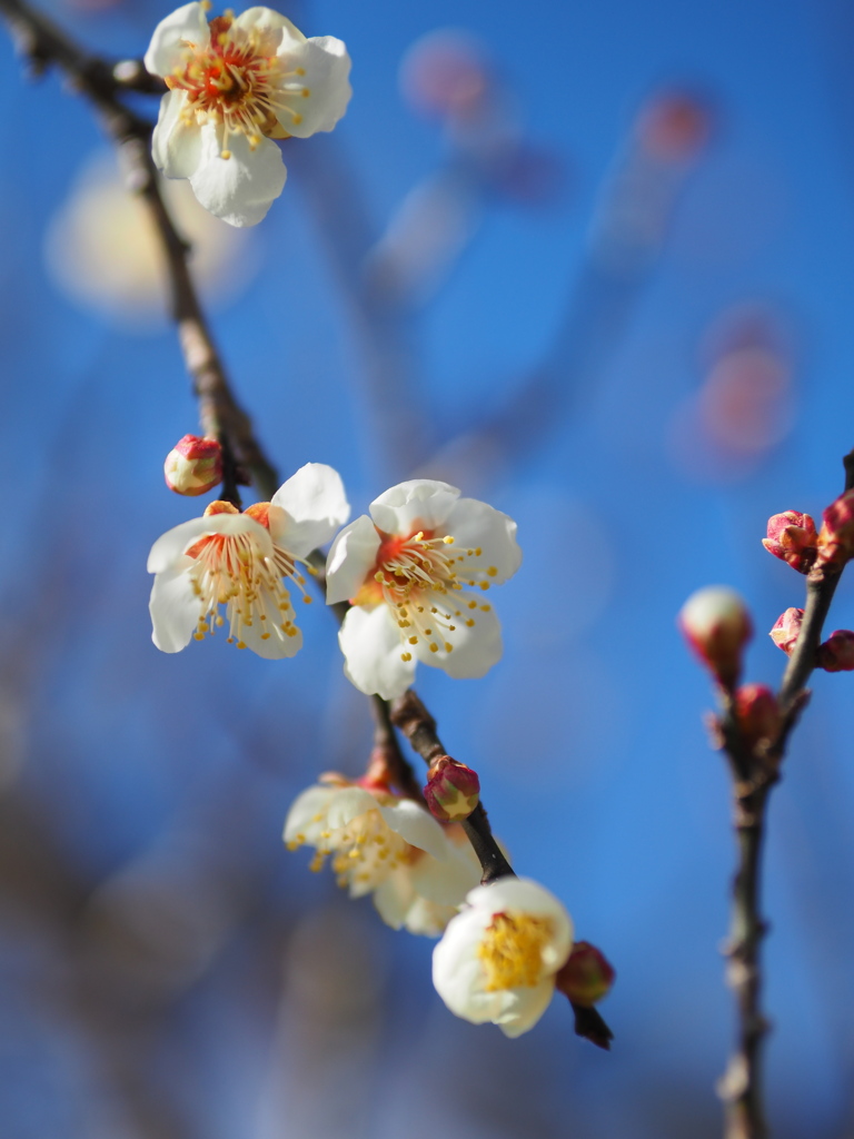 開花進んだかな？