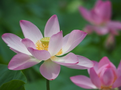 開花
