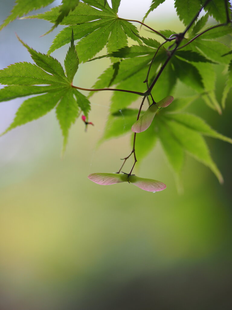 薄紅色