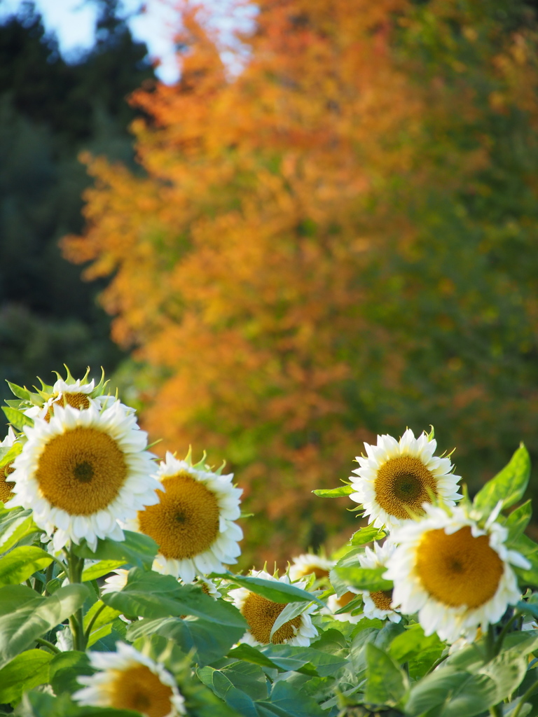 紅葉と白い向日葵
