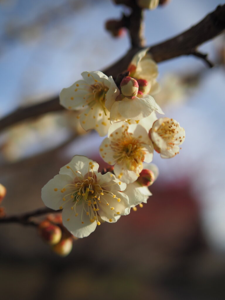 朝陽の梅　Ⅲ