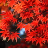 庭園の紅葉