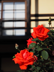古民家の薔薇