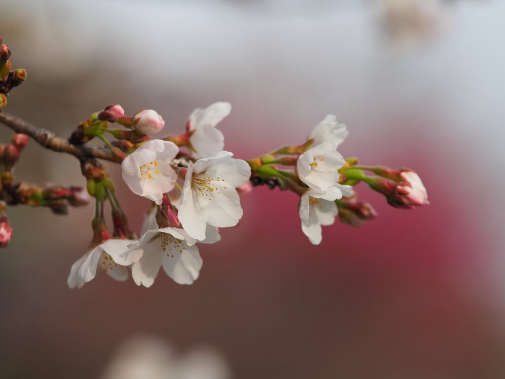 不動寺の桜