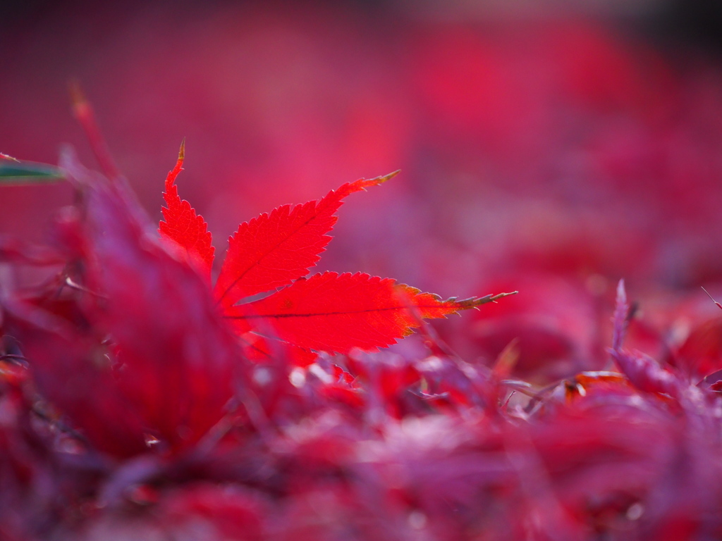 なおも紅く