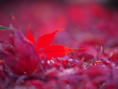 なおも紅く
