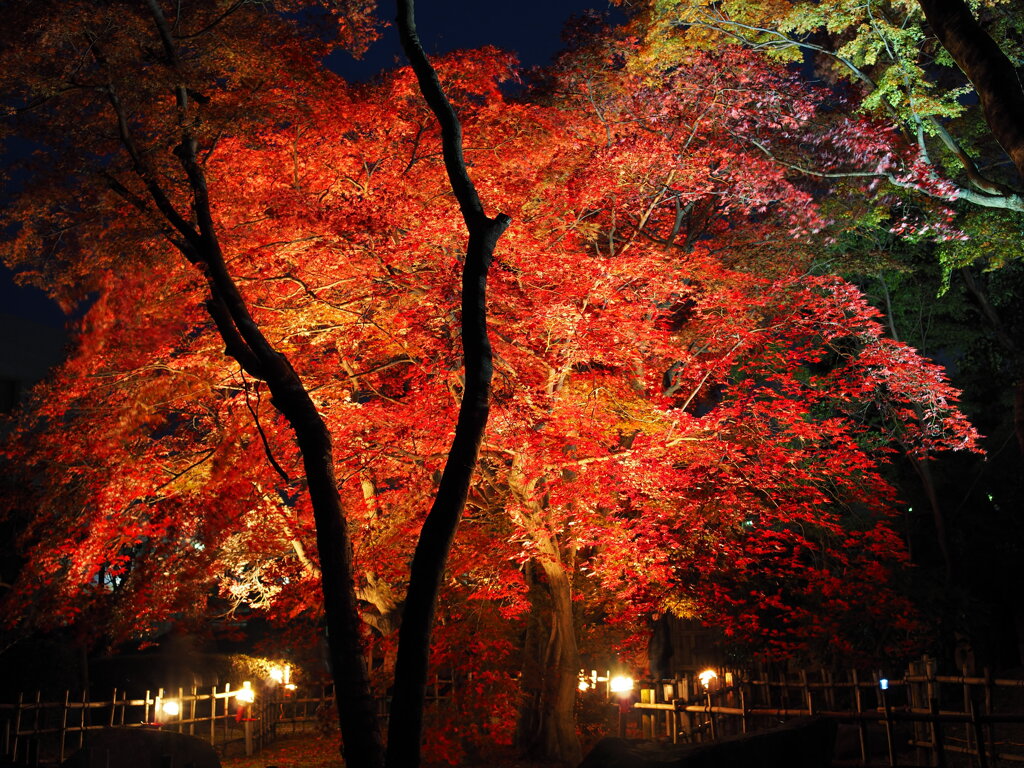 夜の庭園