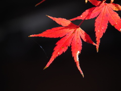表情