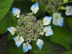 額紫陽花