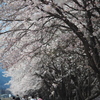 桜並木