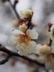 冬の雨