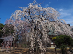 慈眼寺の枝垂れ桜