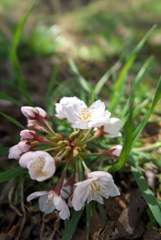 地上に咲く桜