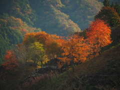 照らされる紅葉