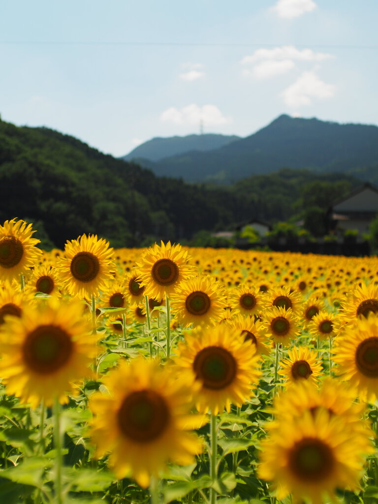 蚊沼のひまわり