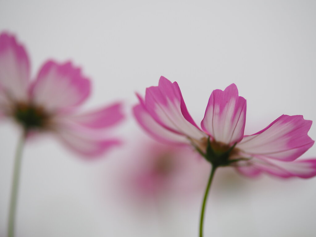 曇天の秋桜　Ⅳ