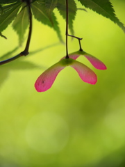 ピンクのプロペラ