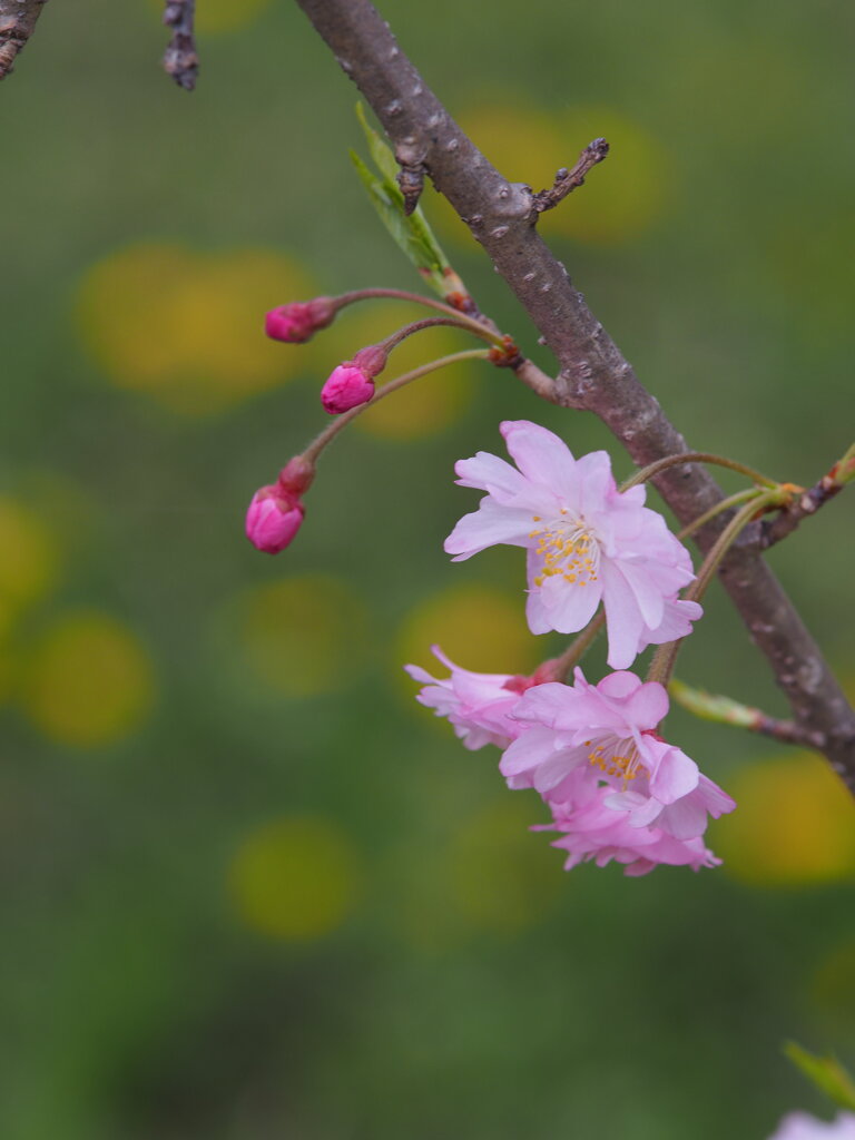 十月桜と蒲公英