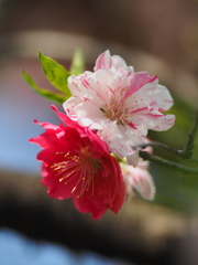 不動寺の花桃