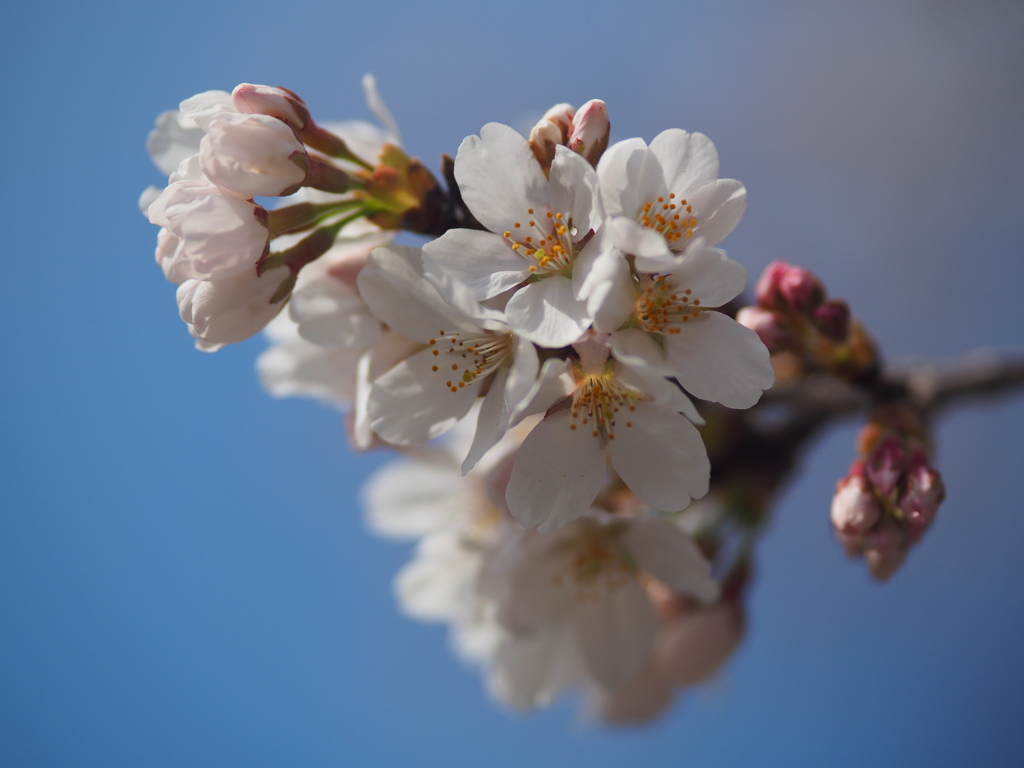 不動寺の枝垂れ桜　Ⅱ