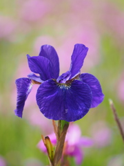 希望