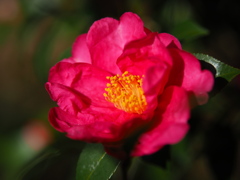 陽ざしを求めて