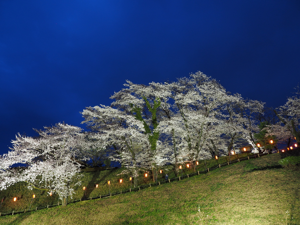 後閑城の夜桜　Ⅲ