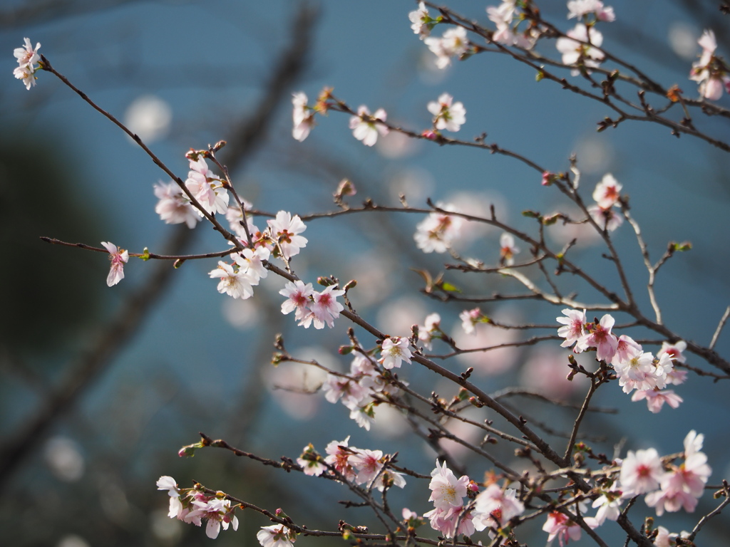 冬桜