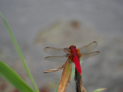 深紅