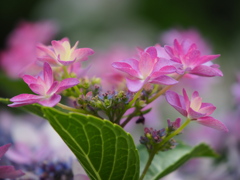 華やか