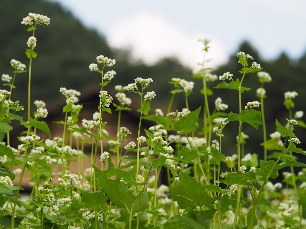 集落の蕎麦畑